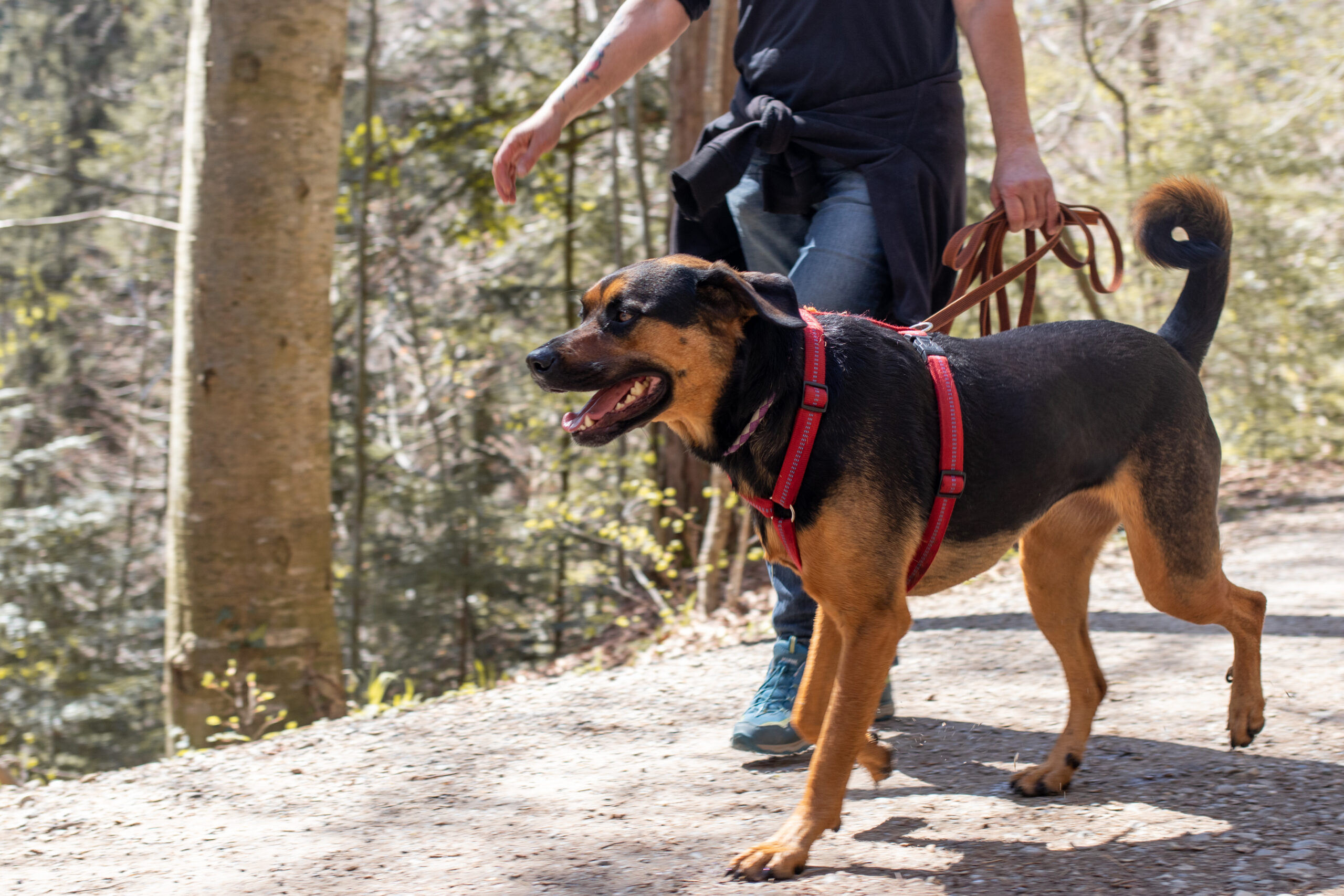 Hundetraining Weingarten Hund und Mensch im Wald in Weingarten