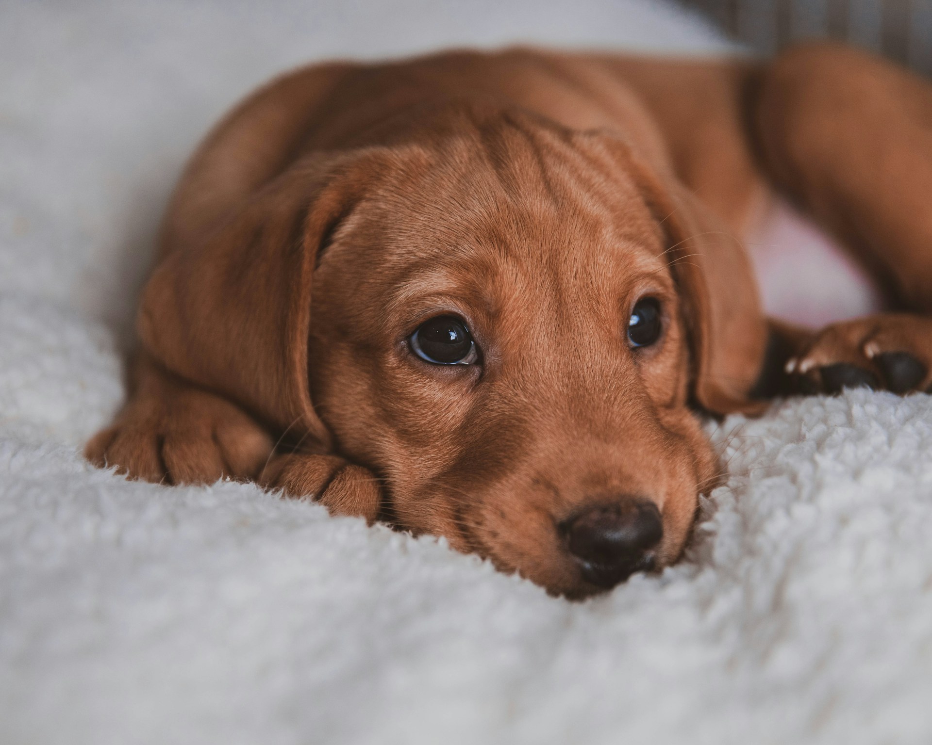 Hundewelpe